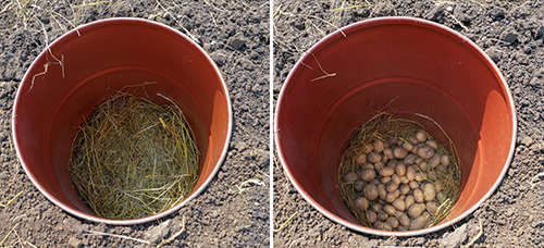 How To Make A Mini Root Cellar In Your Backyard In Less Than Two Hours