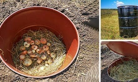 How To Make A Mini Root Cellar In Your Backyard In Less Than Two Hours