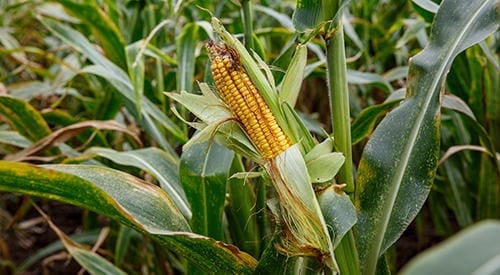 18 Plants That Should Never Be Planted Together