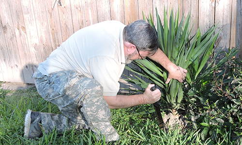 If You Have This Plant in Your Backyard, You Will Never Run Out of Soap