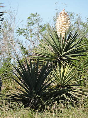 If You Have This Plant in Your Backyard, You Will Never Run Out of Soap