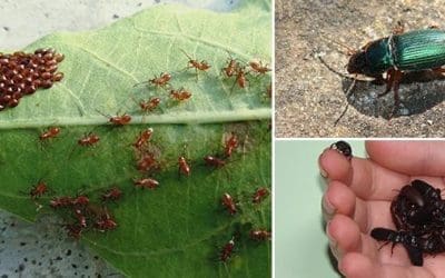 10 Bugs You Should Never Kill In Your Garden