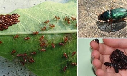 10 Bugs You Should Never Kill In Your Garden