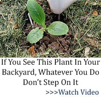 If you see this plant in your backyard, whatever you do don't step on it!