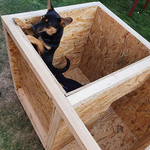 Dog playing inside the DIY Winter Doghouse while it is being built