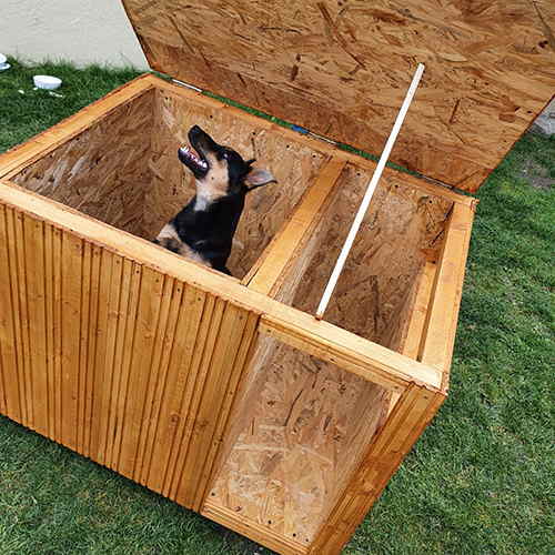 Barking dog inside a DIY Winter Doghouse