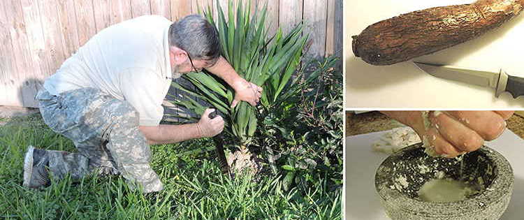 If You Have This Plant in Your Backyard, You Will Never Run Out of Soap