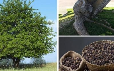 The One Tree That Every Homesteader Should Plant