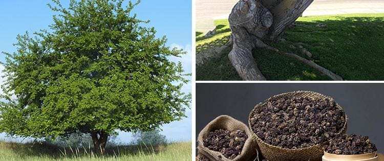 The One Tree That Every Homesteader Should Plant