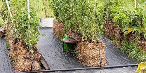 straw-bale house for protecting plants