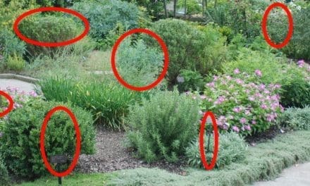 The Indispensable Medicinal Garden Every Homestead Should Have