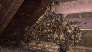 What To Do If You See A Bat On Your Homestead