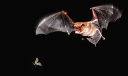 What To Do If You See A Bat On Your Homestead - Self Sufficient Projects