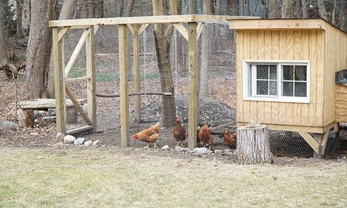 DIY chicken coop