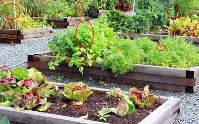 How To Organize Your Garden For Maximum Harvest