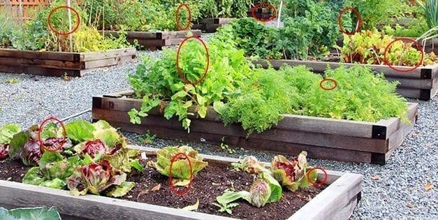 How To Organize Your Garden For Maximum Harvest