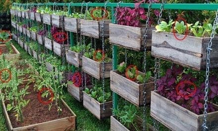 The Best Vegetables To Grow To Turn A Profit