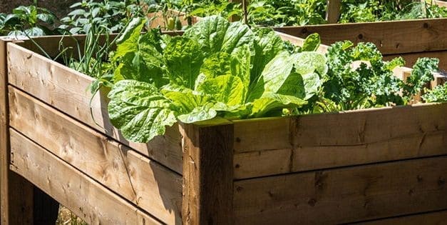 DIY Raised Beds For Your Backyard