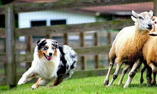 australian shepherd herding sheep