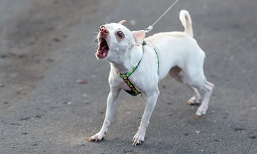 angry chihuahua