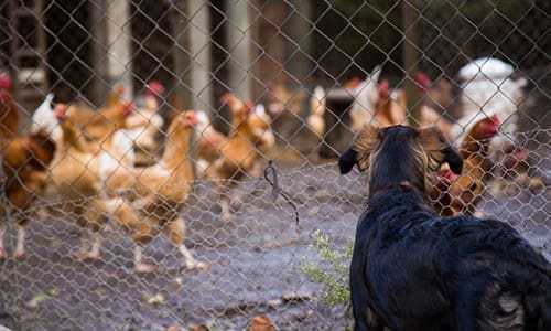 dog watching poultry