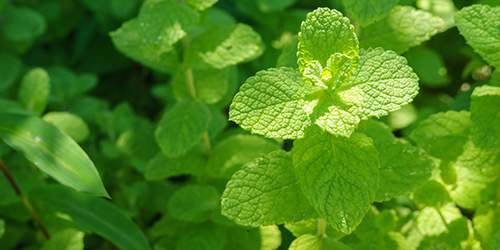 10 Cooking Herbs You Should Grow In Your Garden - apple mint