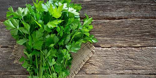 10 Cooking Herbs You Should Grow In Your Garden - parsley