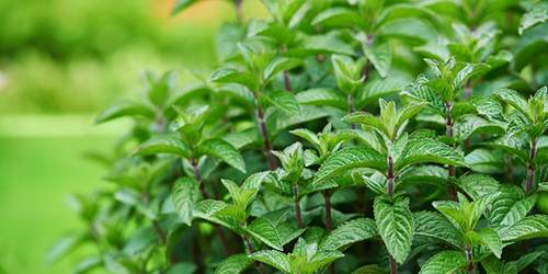 10 Cooking Herbs You Should Grow In Your Garden - mint