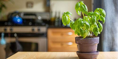 10 Cooking Herbs You Should Grow In Your Garden - basil