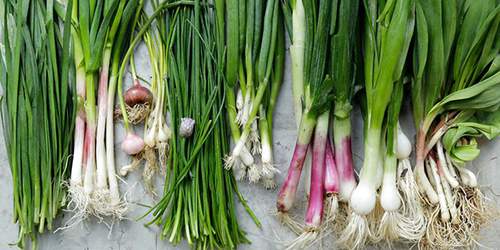 10 Cooking Herbs You Should Grow In Your Garden - chives