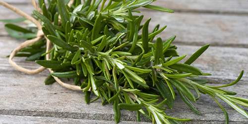 10 Cooking Herbs You Should Grow In Your Garden - rosemary