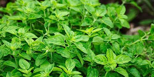 10 Cooking Herbs You Should Grow In Your Garden - oregano