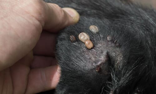 dog bitten by tick