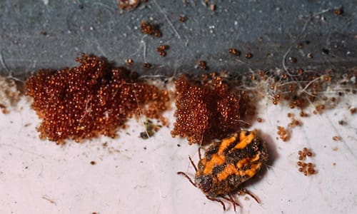 tick on carpet