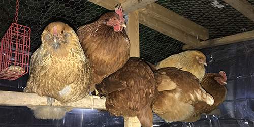 10 Common Mistakes You Should Avoid If You Want To Raise Chickens - chickens in a coop