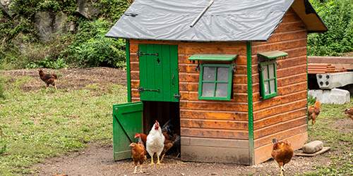 10 Common Mistakes You Should Avoid If You Want To Raise Chickens - wrong coop