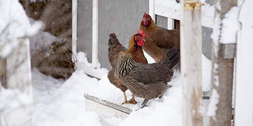 10 Common Mistakes You Should Avoid If You Want To Raise Chickens - chickens in winter