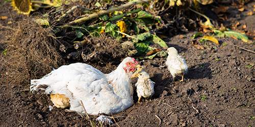 10 Common Mistakes You Should Avoid If You Want To Raise Chickens - chickens in garden