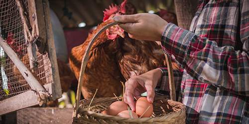 10 Common Mistakes You Should Avoid If You Want To Raise Chickens - eggs