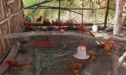 10 Common Mistakes You Should Avoid If You Want To Raise Chickens