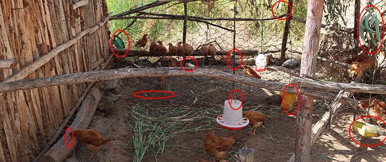 10 Common Mistakes You Should Avoid If You Want To Raise Chickens