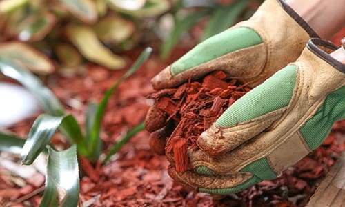 15 Gardening Mistakes You’re Making Right Now