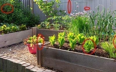 DIY Survival Garden