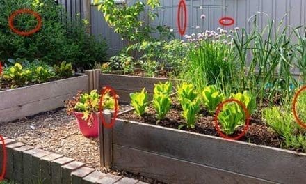 DIY Survival Garden