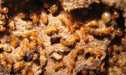 How To Get Rid Of Termites On Your Property