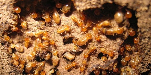 How To Get Rid Of Termites On Your Property