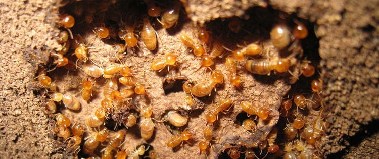 How To Get Rid Of Termites On Your Property