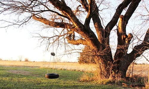 tire swing hanging from an old tree
