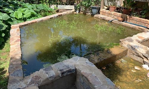 DIY Aquaponics