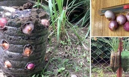 How To Make Your Own Vertical Onion Planter